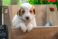Blue, a male Goldendoodle for sale in Waco, TX – 7 of 8