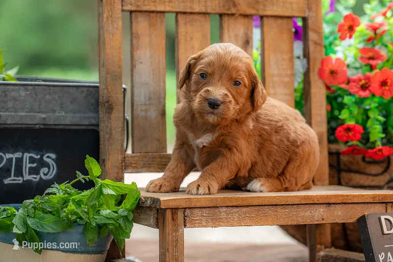 Colt – Goldendoodle puppy for sale in Waco, TX