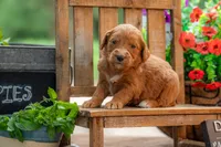 Colt, a male Goldendoodle for sale in Waco, TX – 1 of 10