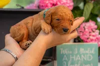 Tommee, a male Goldendoodle for sale in Waco, TX – 7 of 7
