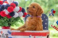 Baron, a male Goldendoodle for sale in Waco, TX – 3 of 10