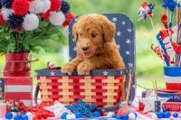 Colt, a male Goldendoodle for sale in Waco, TX – 9 of 10
