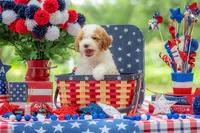 Dolly, a female Goldendoodle for sale in Waco, TX – 9 of 10