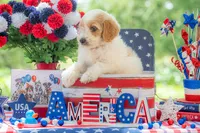 Bandit, a male Goldendoodle for sale in Waco, TX – 4 of 10