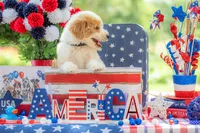 Toby, a male Goldendoodle for sale in Waco, TX – 4 of 10