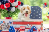 Toby, a male Goldendoodle for sale in Waco, TX – 8 of 10