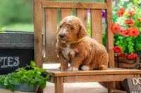 Teddy, a male Goldendoodle for sale in Waco, TX – 2 of 10
