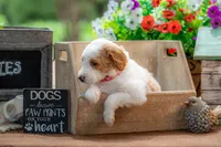 Ivy, a female Goldendoodle for sale in Waco, TX – 6 of 9