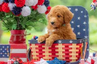 Colt, a male Goldendoodle for sale in Waco, TX – 4 of 10