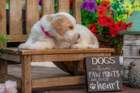 Bonnie, a female Goldendoodle for sale in Waco, TX – 1 of 10