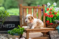 Dolly, a female Goldendoodle for sale in Waco, TX – 6 of 8