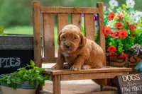 Royal, a male Goldendoodle for sale in Waco, TX – 6 of 9