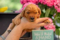Artie, a male Goldendoodle for sale in Waco, TX – 5 of 7