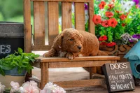 Lilly, a female Goldendoodle for sale in Waco, TX – 6 of 7