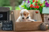 Toby, a male Goldendoodle for sale in Waco, TX – 4 of 7
