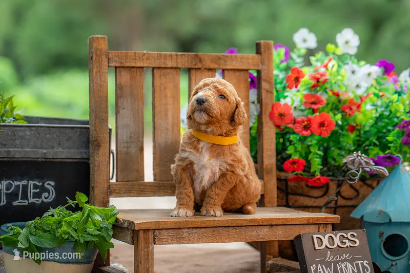 Scarlet – Goldendoodle puppy for sale in Waco, TX