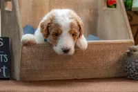 Rusty, a male Goldendoodle for sale in Waco, TX – 4 of 10