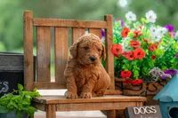 Poppie, a female Goldendoodle for sale in Waco, TX – 7 of 9