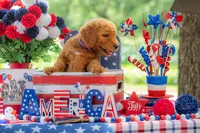 Baron, a male Goldendoodle for sale in Waco, TX – 10 of 10