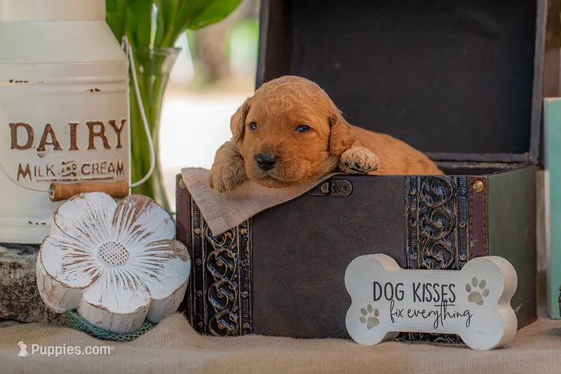 Sadie – Goldendoodle puppy on hold in Waco, TX