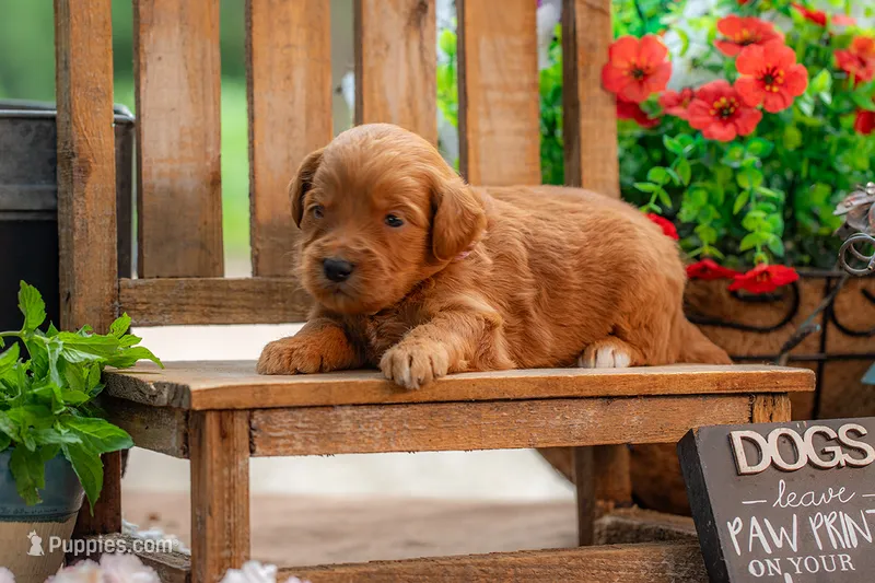 Sammie – Goldendoodle puppy for sale in Waco, TX