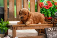 Sammie, a female Goldendoodle for sale in Waco, TX – 1 of 9