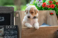 Toby, a male Goldendoodle for sale in Waco, TX – 3 of 7