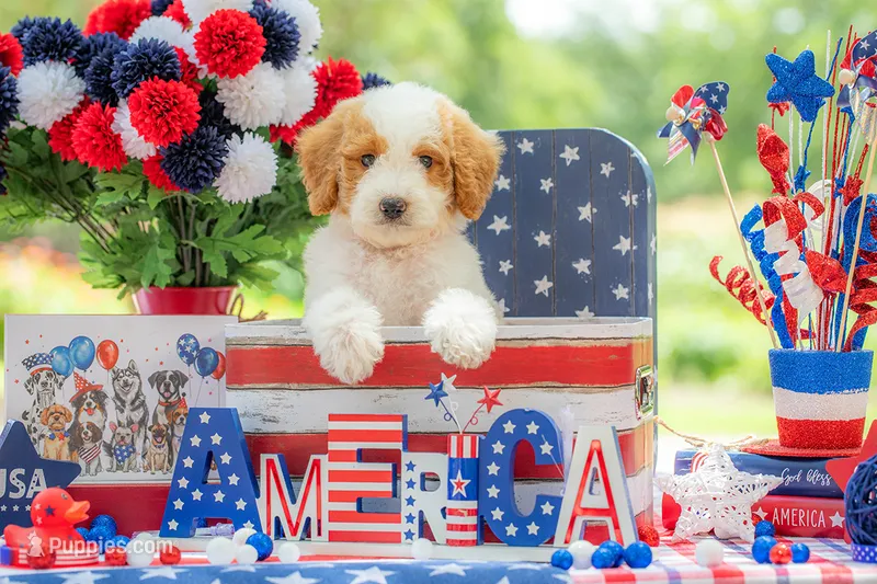 Ivy – Goldendoodle puppy for sale in Waco, TX