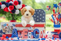 Ivy, a female Goldendoodle for sale in Waco, TX – 1 of 10