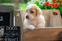 Willow, a female Goldendoodle for sale in Waco, TX – 10 of 10