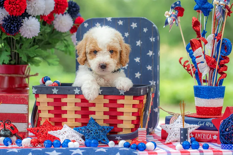 Sterling – Goldendoodle puppy for sale in Waco, TX