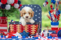 Sterling, a male Goldendoodle for sale in Waco, TX – 2 of 10