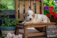 Bonnie, a female Goldendoodle for sale in Waco, TX – 8 of 10