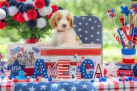 Henry, a male Goldendoodle for sale in Waco, TX – 5 of 10