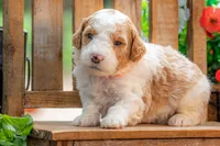 Dolly, a female Goldendoodle for sale in Waco, TX – 3 of 8