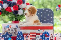 Henry, a male Goldendoodle for sale in Waco, TX – 4 of 10