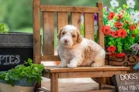 Dolly, a female Goldendoodle for sale in Waco, TX – 5 of 8