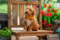 Scarlet, a female Goldendoodle for sale in Waco, TX – 4 of 8