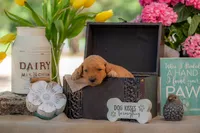Sadie, a female Goldendoodle for sale in Waco, TX – 9 of 9
