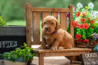 Royal, a male Goldendoodle for sale in Waco, TX – 3 of 9