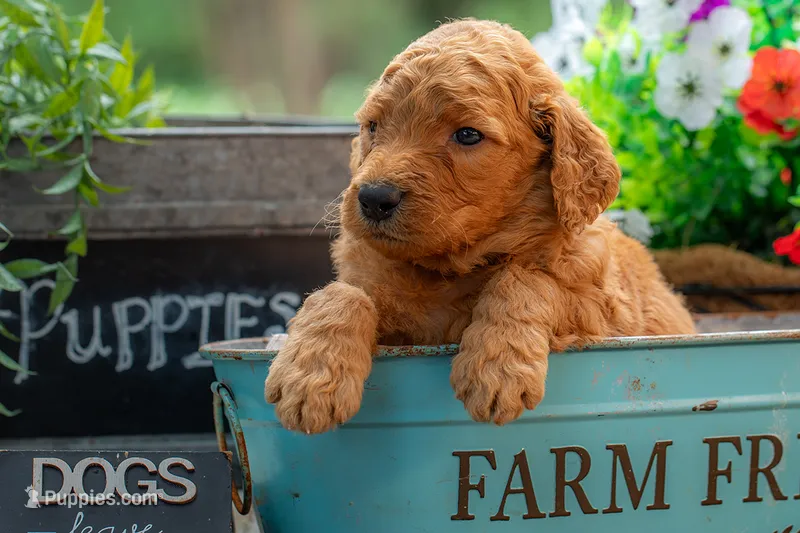 Tommee – Goldendoodle puppy for sale in Waco, TX