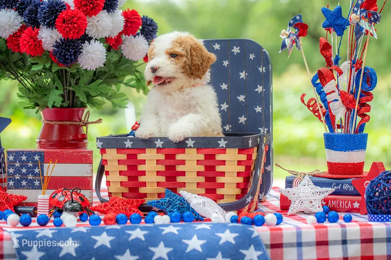 Dolly – Goldendoodle puppy for sale in Waco, TX
