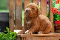 Colt, a male Goldendoodle for sale in Waco, TX – 3 of 10
