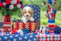 Sterling, a male Goldendoodle for sale in Waco, TX – 6 of 10
