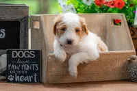 Ivy, a female Goldendoodle for sale in Waco, TX – 5 of 9