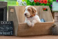 Henry, a male Goldendoodle for sale in Waco, TX – 5 of 10