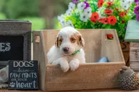 Blue, a male Goldendoodle for sale in Waco, TX – 8 of 8