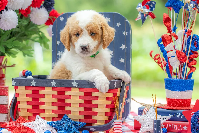 Benny – Goldendoodle puppy for sale in Waco, TX