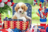 Benny, a male Goldendoodle for sale in Waco, TX – 1 of 10