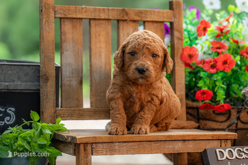 Poppie – Goldendoodle puppy for sale in Waco, TX